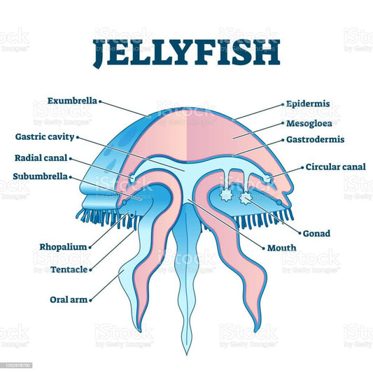 Do Jellyfish Have Organs?