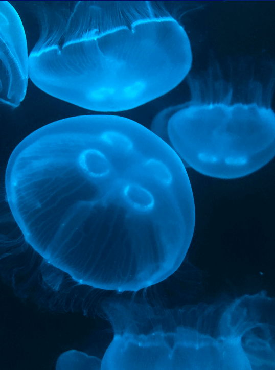 Moon Jellyfish - PetJellyfishUS