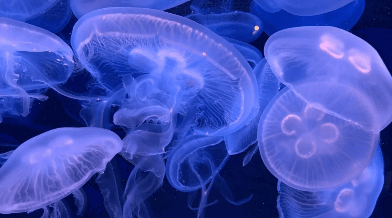 Moon Jellyfish - PetJellyfishUS