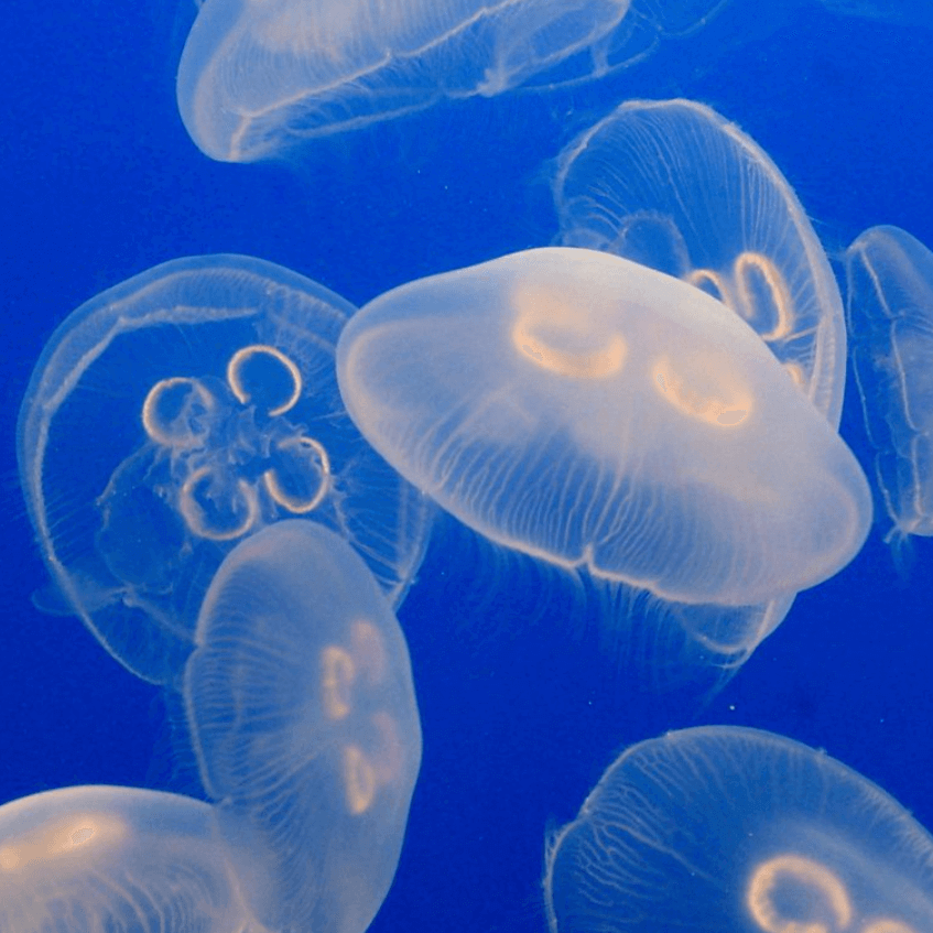 Moon Jellyfish - PetJellyfishUS