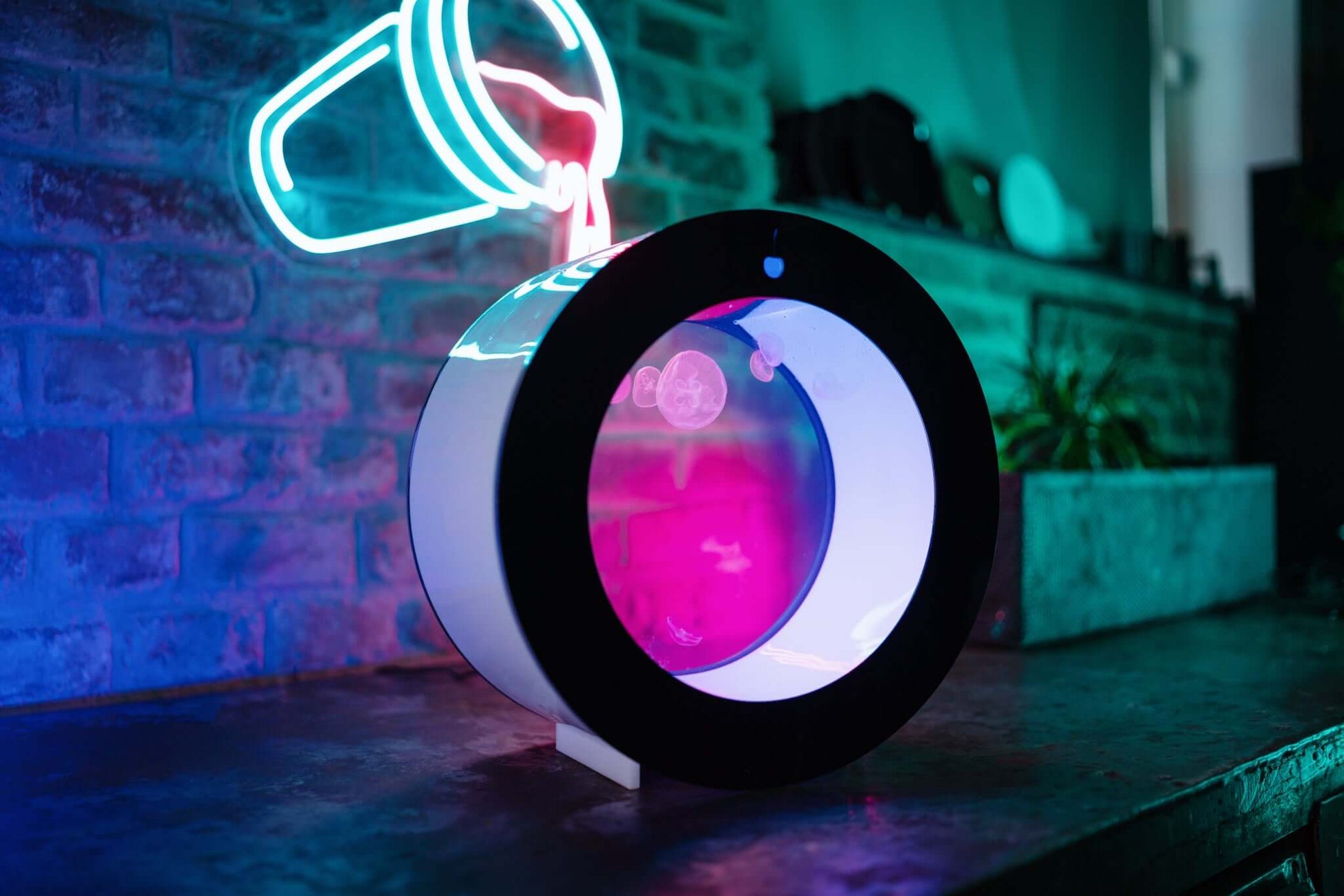 O16 jellyfish aquarium - PetJellyfishUS