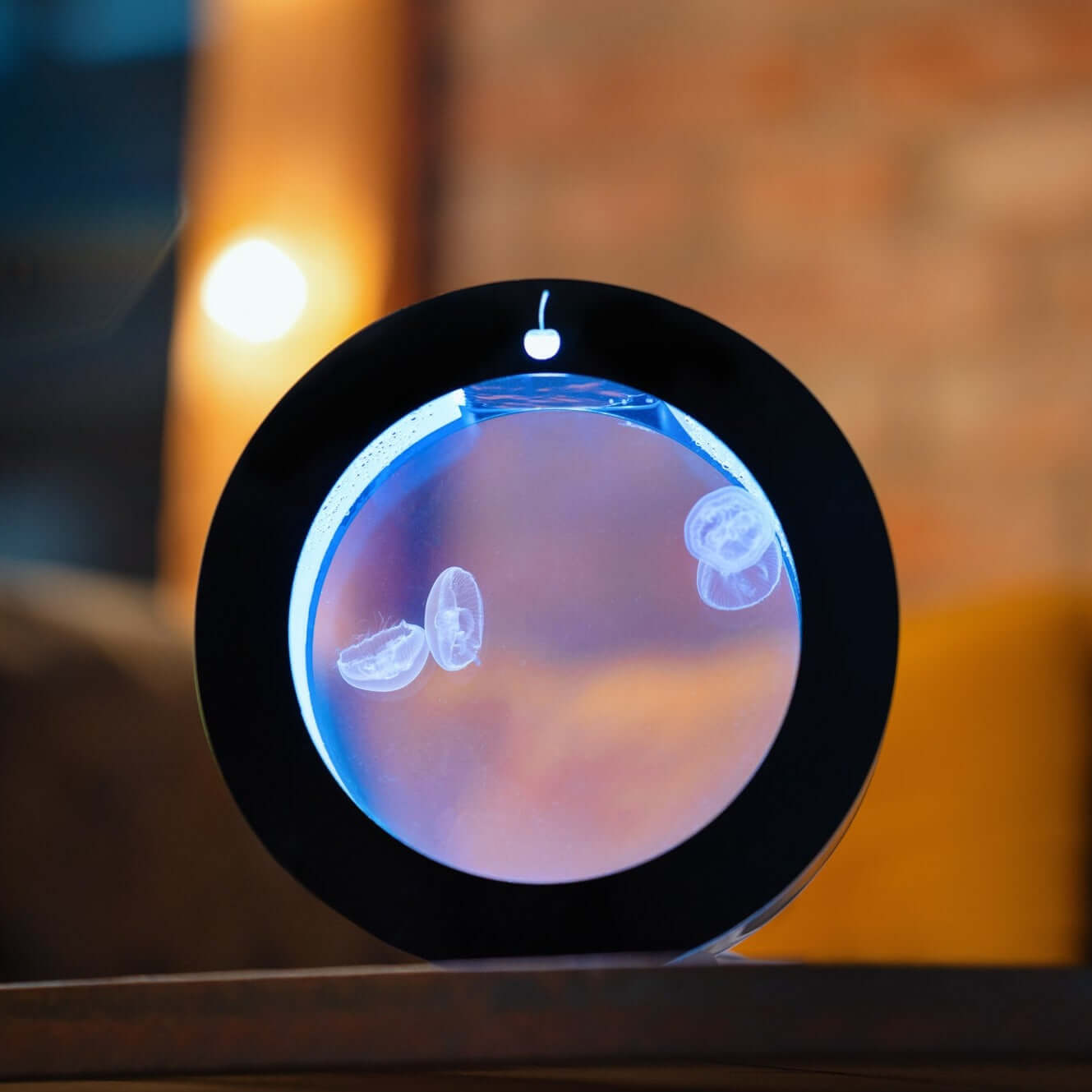 Starter Kit Live Jellyfish Tank O2 Jellyfish Aquarium Starter Kit