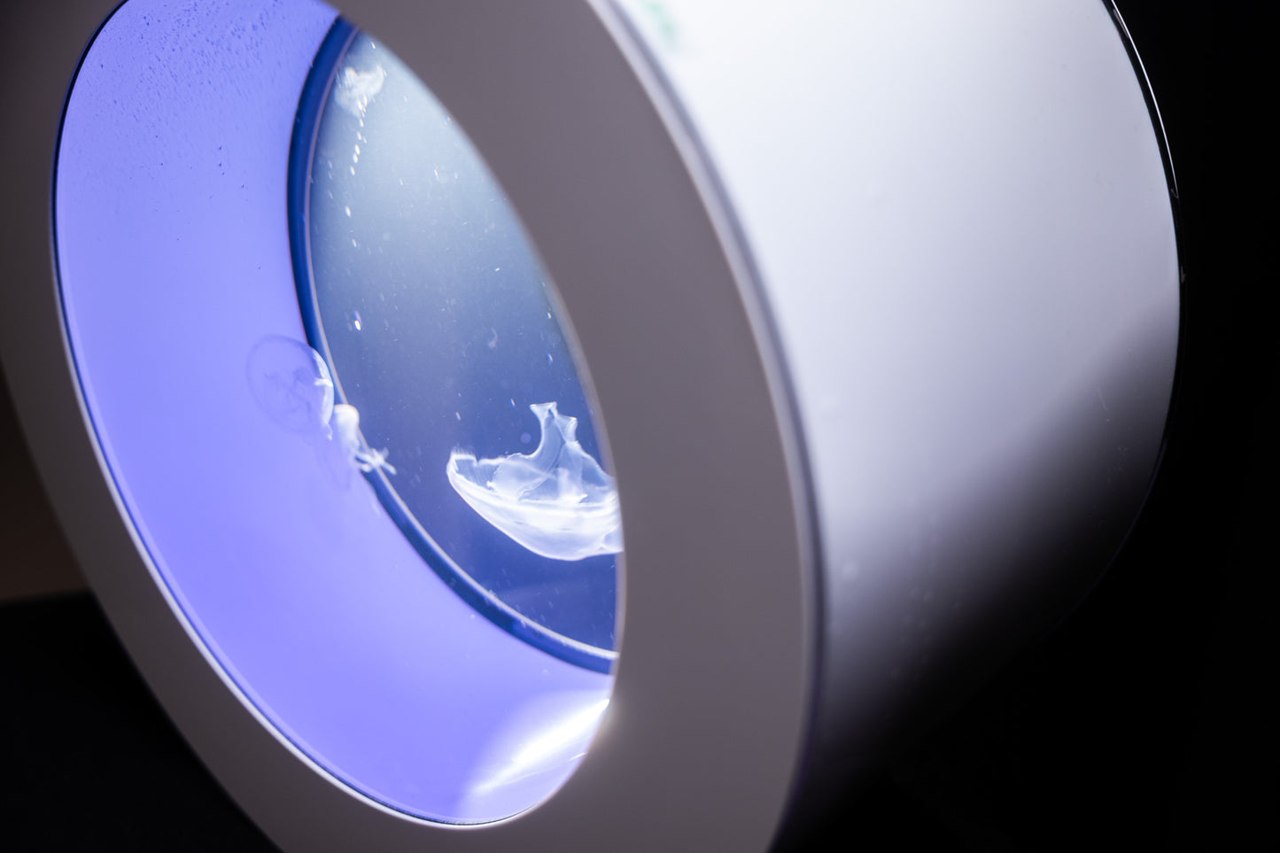 O16 jellyfish aquarium