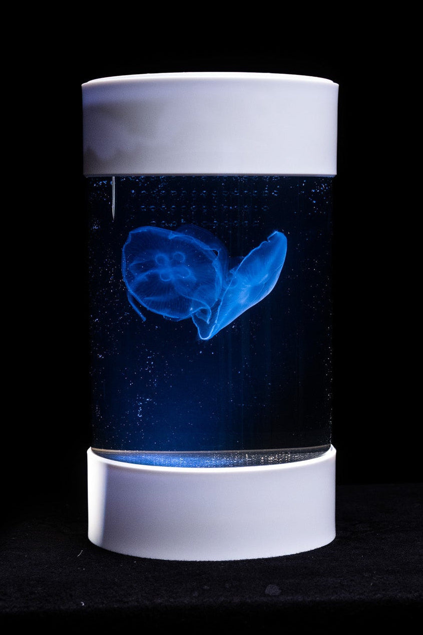 C8 Nano Jellyfish Aquarium starter kit