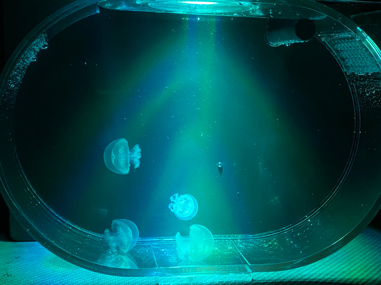 Deluxe Jellyfish Aquarium starter kit