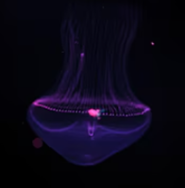 Eirene lactoides jellyfish