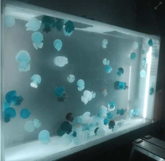 Custom oval jellyfish aquarium - PetJellyfishUS