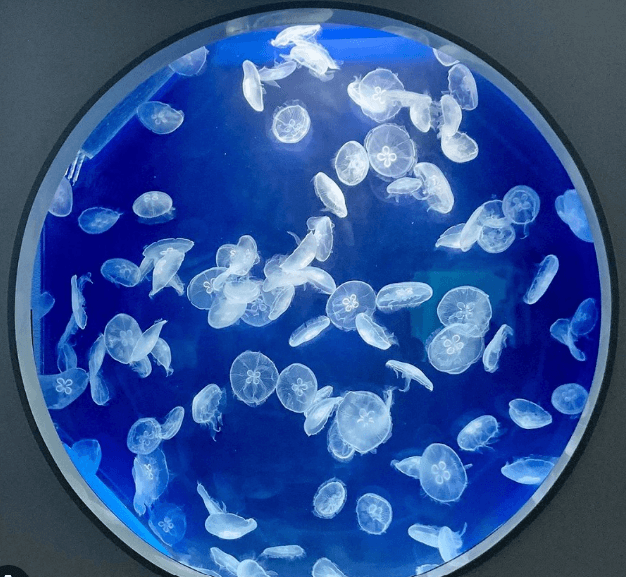 O287 jellyfish aquarium - PetJellyfishUS