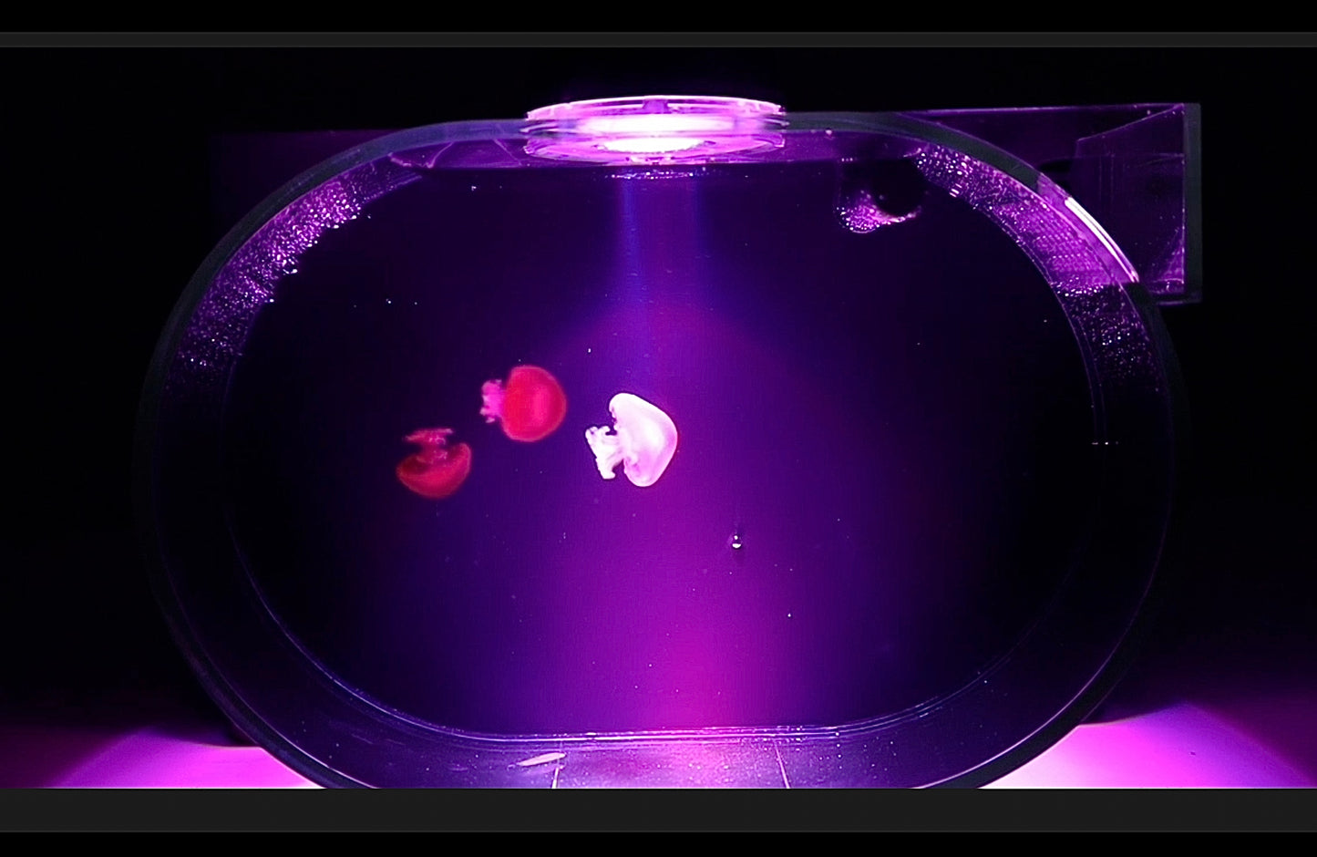 Deluxe Jellyfish Aquarium starter kit