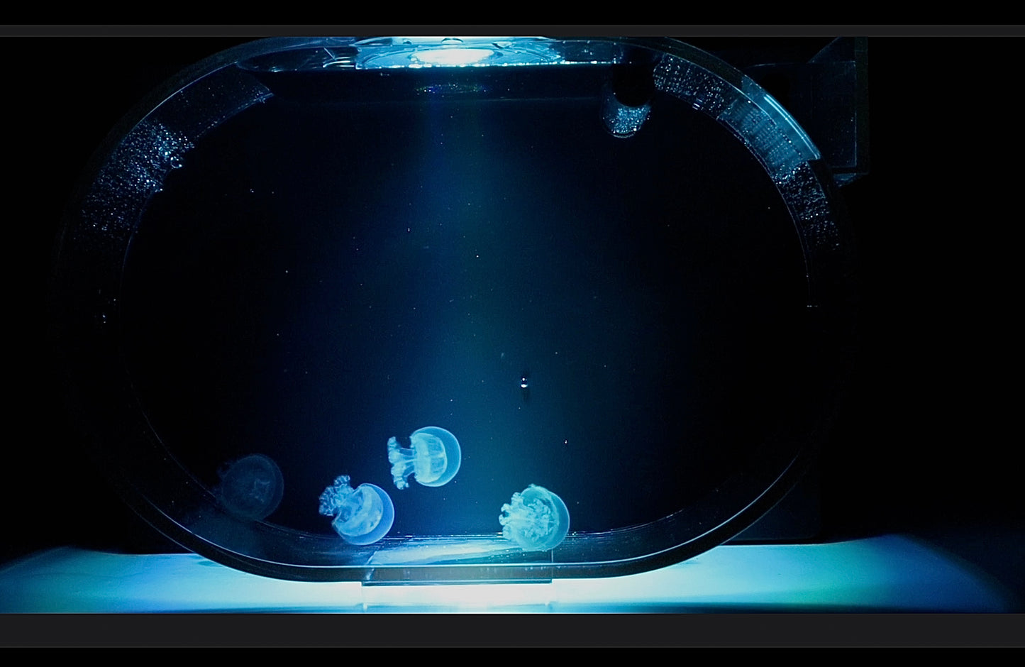 Deluxe Jellyfish Aquarium starter kit