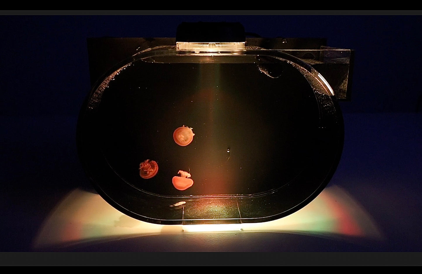 Deluxe Jellyfish Aquarium starter kit