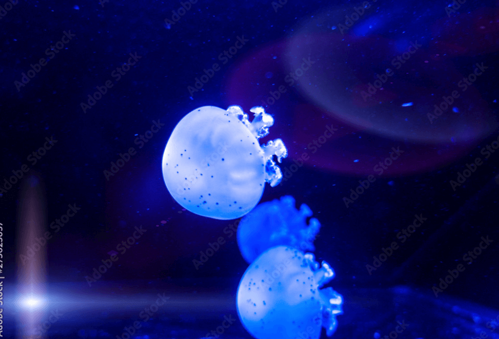 Blue canonball jellyfish for sale