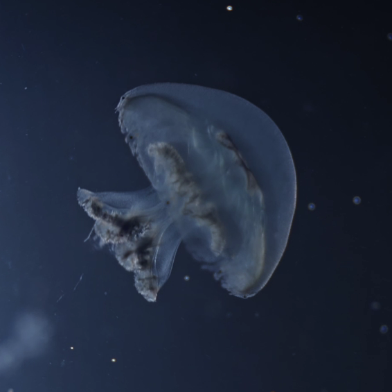 Blue Cannonball Jellyfish
