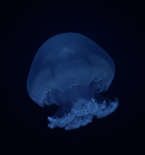 Blue Cannonball Jellyfish