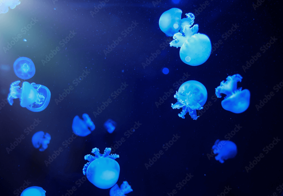 Blue canonball jellyfish for sale