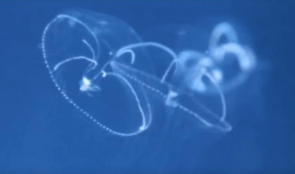 Eirene lactoides jellyfish - PetJellyfishUS