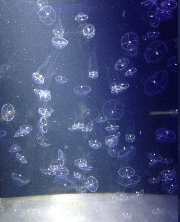 Eirene lactoides jellyfish - PetJellyfishUS