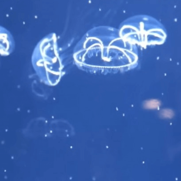 Eirene lactoides jellyfish - PetJellyfishUS