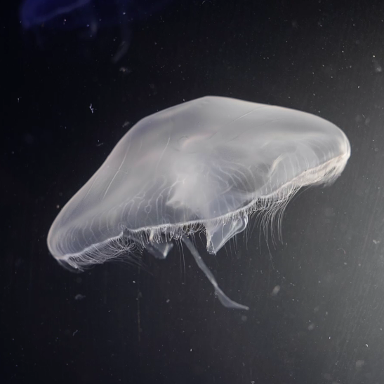 Moon Jellyfish