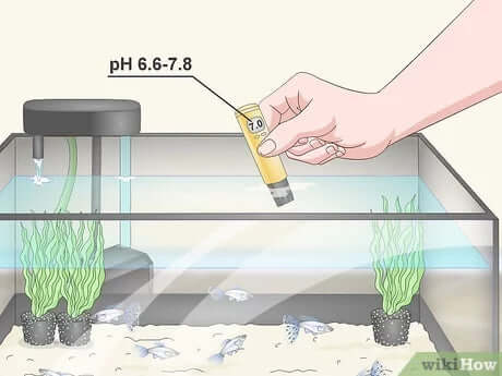 How to Cycle Your Jellyfish Tank