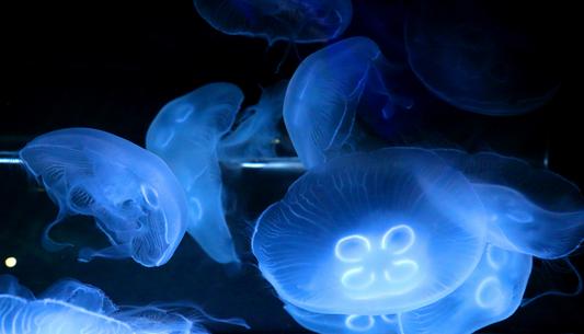 Moon jellyfish aquarium