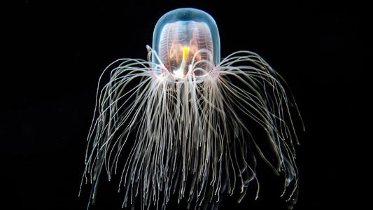 How Long Do Jellyfish Live?