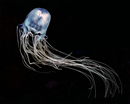 Most dangerous jellyfish - Box jellyfish