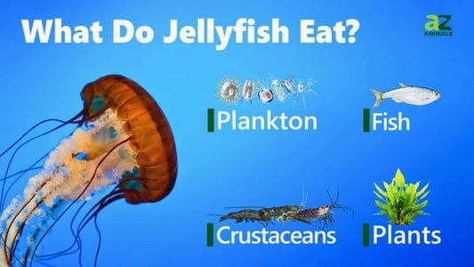What Do Jellyfish Eat?