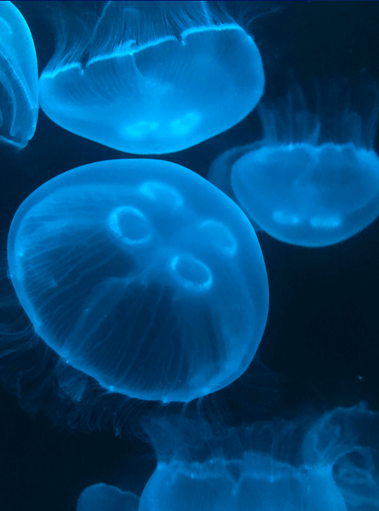 Moon Jellyfish | PetJellyfishUS