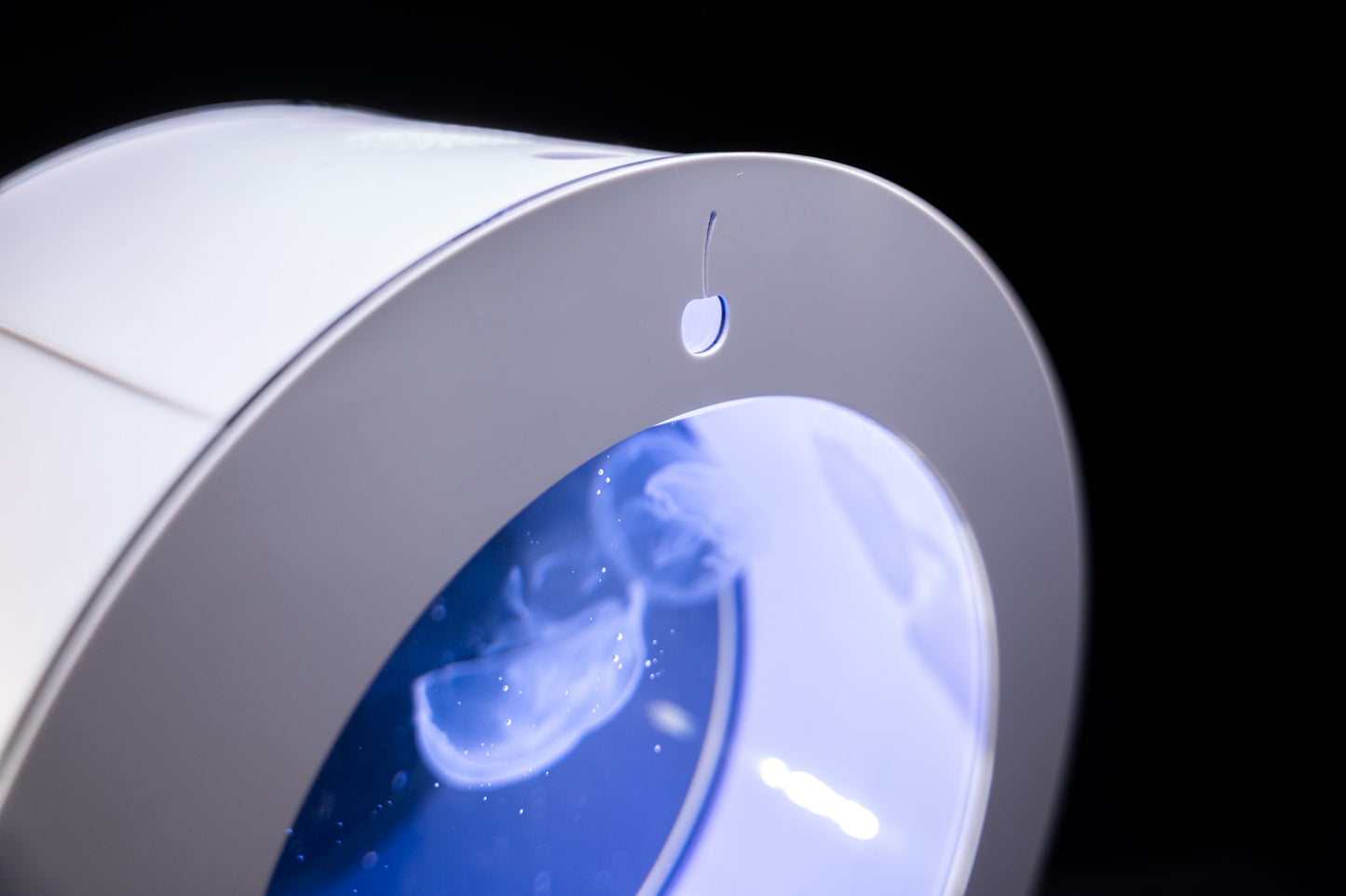 O16 jellyfish aquarium