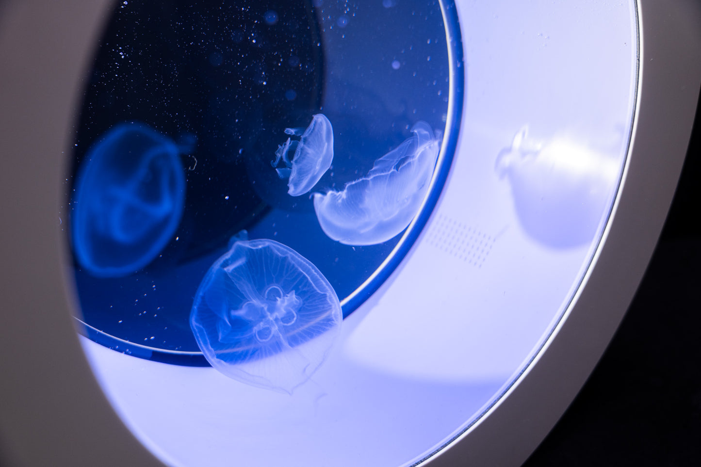 O16 jellyfish aquarium