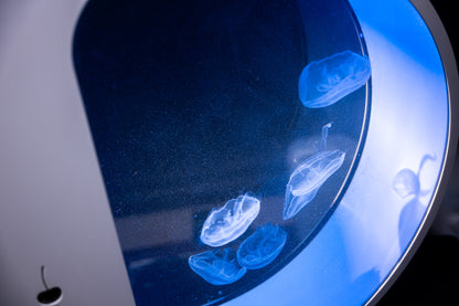 Alpha55 jellyfish aquarium