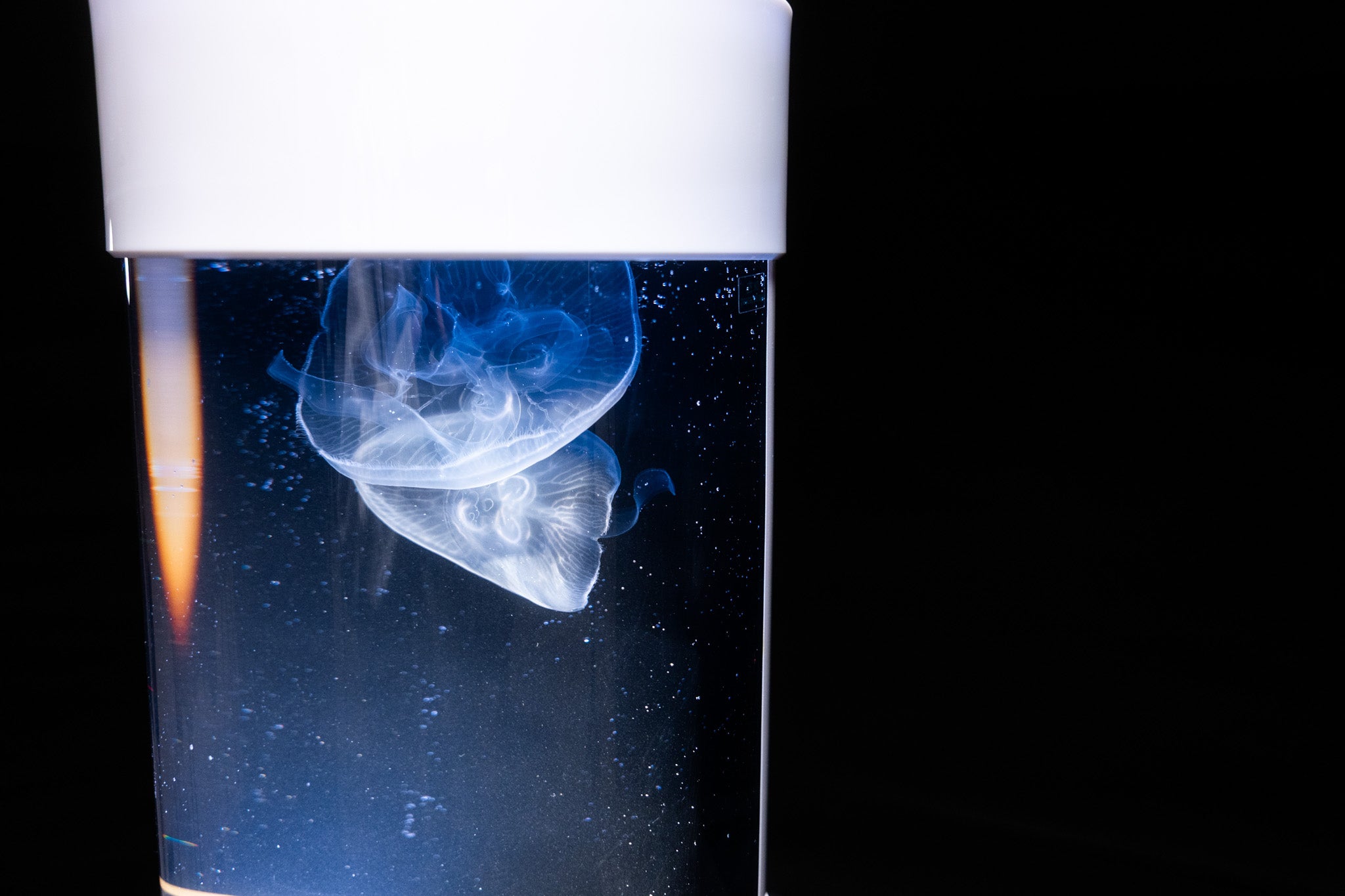 C8 Nano jellyfish aquarium – PetJellyfishUS