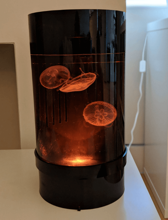 Jellyfish aquarium