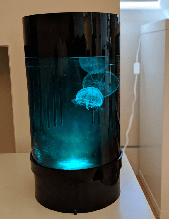 Jellyfish aquarium