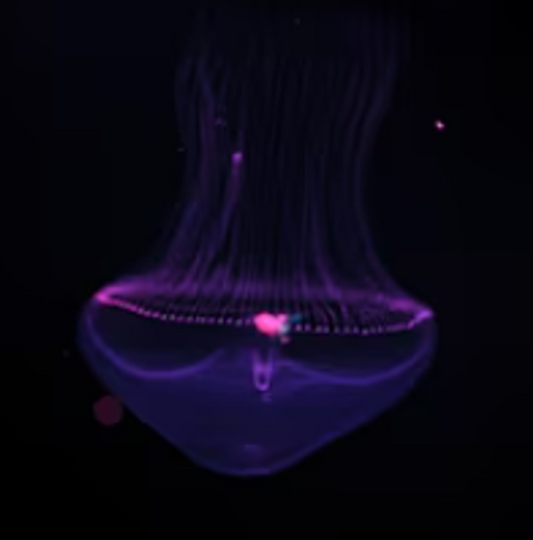 Eirene lactoides jellyfish