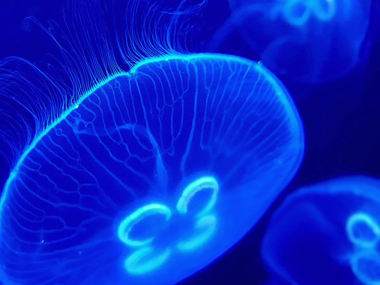 Pet Jellyfish USA Pet Jellyfish At Home Jellyfish Aquariums