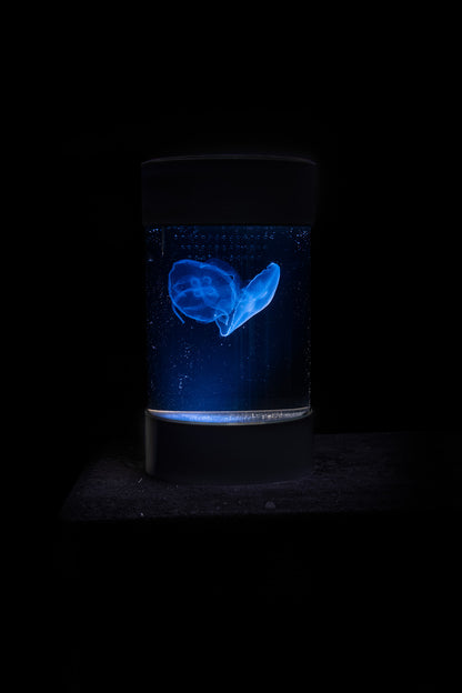 C8 Nano Jellyfish Aquarium starter kit