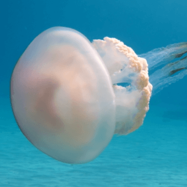 Luteum jellyfish - PetJellyfishUS