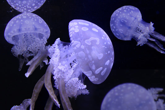 Australian Spotted Lagoon Jellyfish - PetJellyfishUS