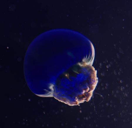 Blue Blubber Jellyfish