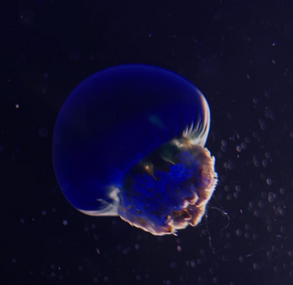 Blue Blubber Jellyfish