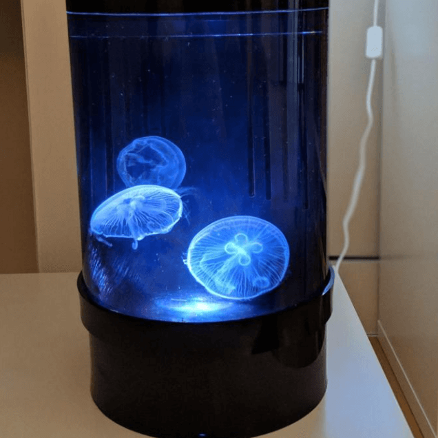 Live jellyfish aquarium sale