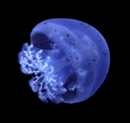 Blue canonball jellyfish for sale