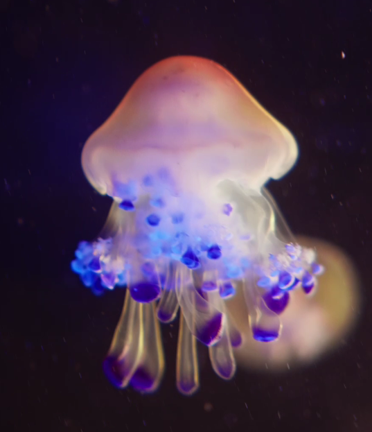Egg jellyfish