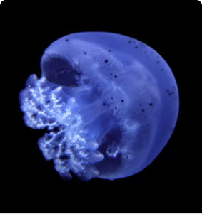 Cannonball Jellyfish Package