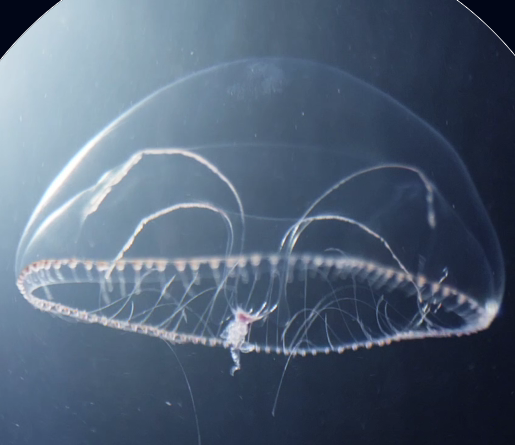 Eirene lactoides jellyfish