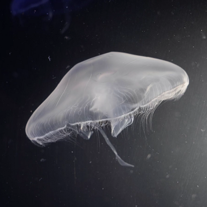 Moon Jellyfish
