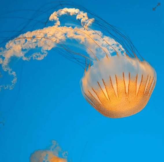 Plocamia jellyfish - PetJellyfishUS