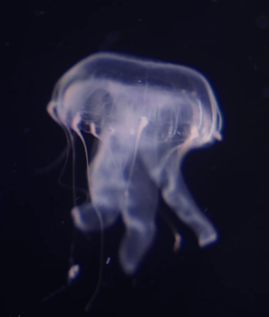 Plocamia jellyfish